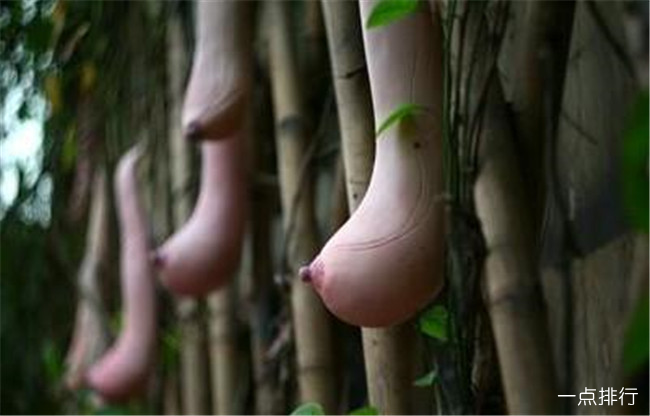 越南乳瓜