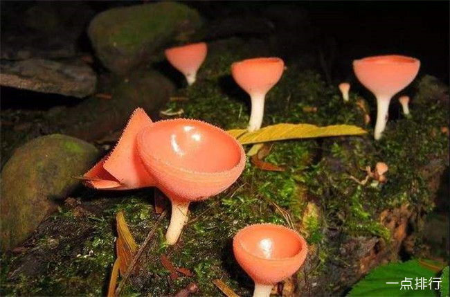 橘黄刺杯菌