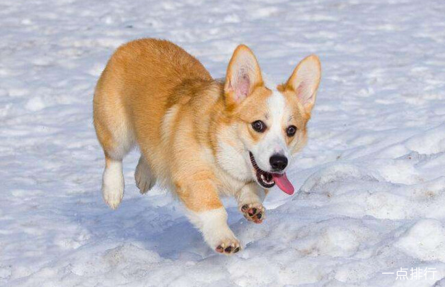 柯基犬‍