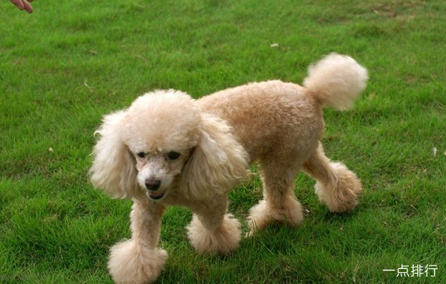 贵宾犬‍