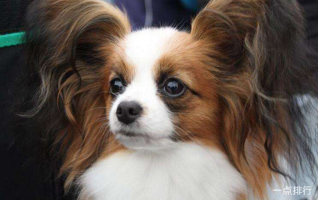 蝴蝶犬‍