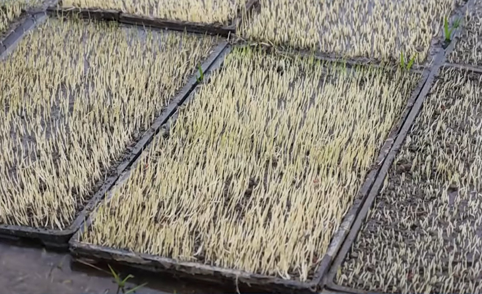 刚移入的秧苗还略显青黄，挤挤簇簇浑似一条地毯