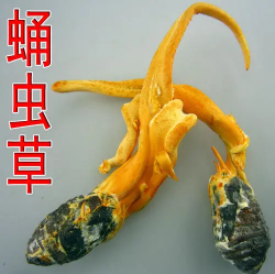蛹虫草人参压片糖果有用吗
