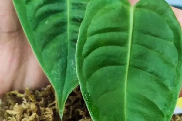 1669776931683220.webp afc623e6d0bd7648ffe7ae0630a15732_u=383603644,1032595163&fm=253&fmt=auto&app=138&f=JPEG_w=600&h=400.webp