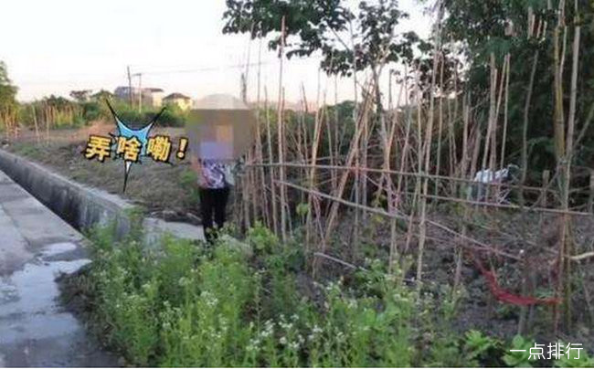 吴大妈的菜地 吴大妈的菜地