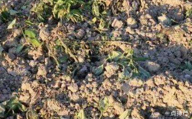 吴大妈的菜被拔 吴大妈的菜被拔