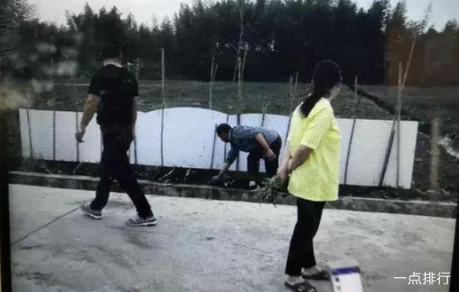 陆大伯拔吴大妈菜的现场 陆大伯拔吴大妈菜的现场