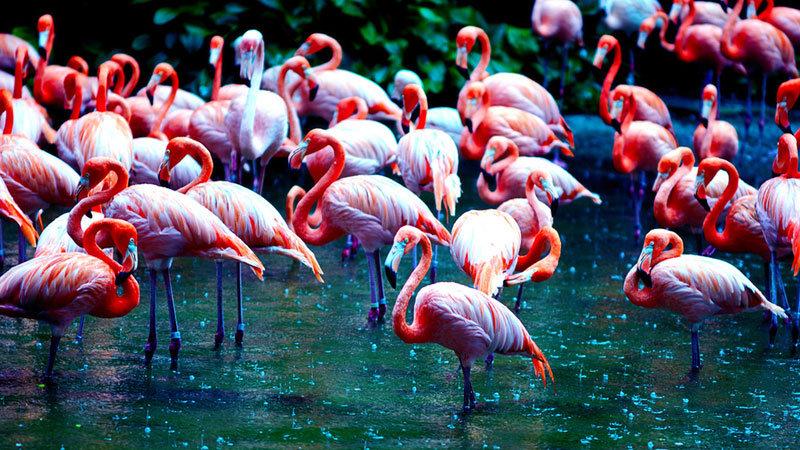 我国与新加坡建交(lssdjt.com) 我国与新加坡建交