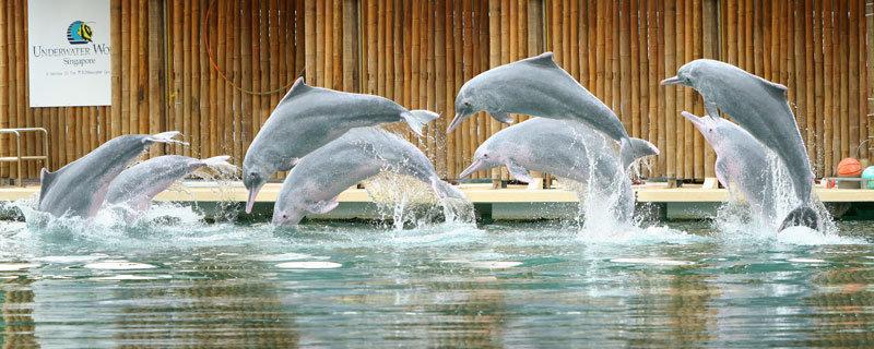 我国与新加坡建交(lssdjt.com) 我国与新加坡建交