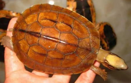 1663920694466238.png 1.png