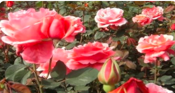 1665579259383698.png image.png