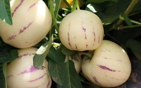 1670234836708422.png 微信截图_20221205180753.png